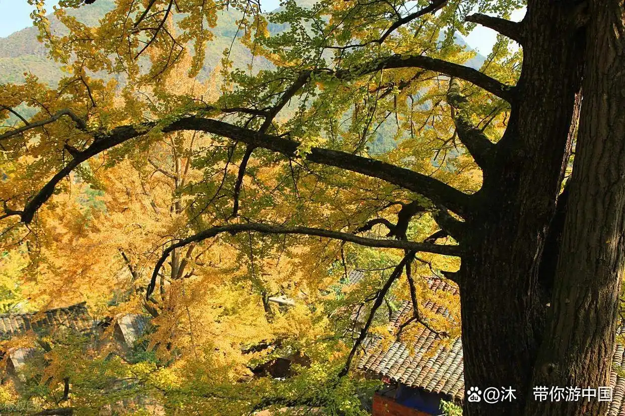 秋日旅行清单！这6个地方藏着最惊艳的秋色，现在规划正当时！