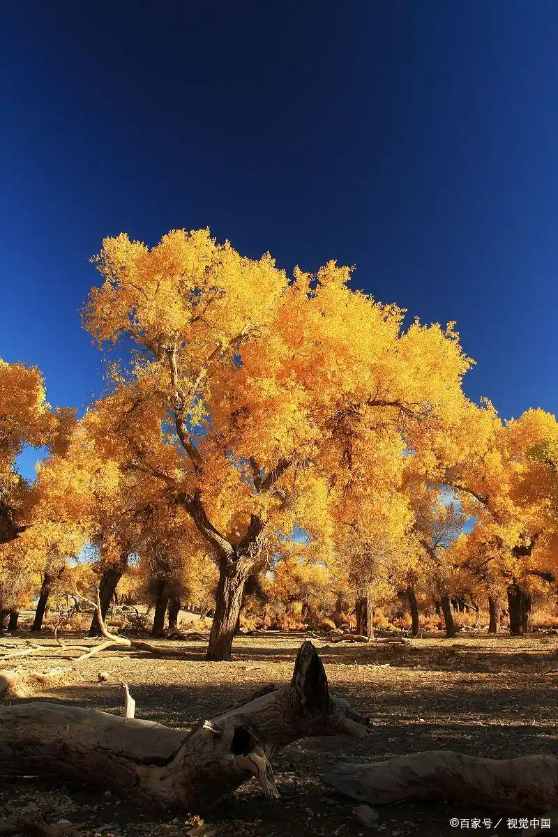 推荐近几年国内因为某个事件而走红的20个旅游地！看看你去了吗？