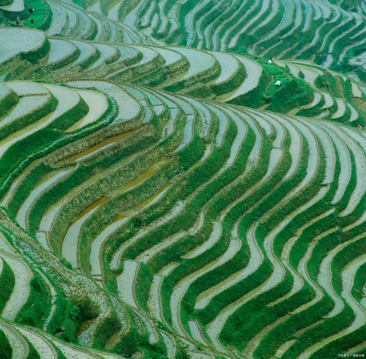 湖南不宣传这个梯田真是糊涂啊，颜值不输龙脊，去过的人赞不绝口