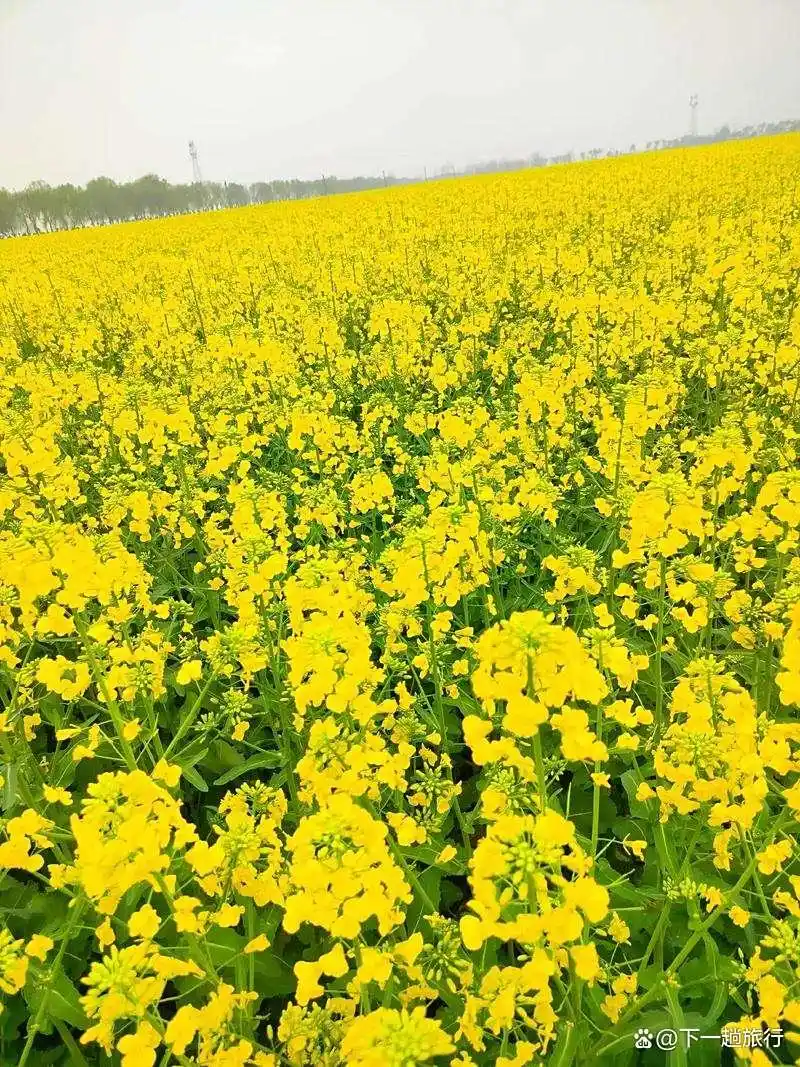 坐上绿皮车你想带上谁去旅游