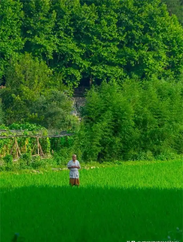 中国最有良心的寺庙，5A风景，0元门票，低调地美了1400多年！