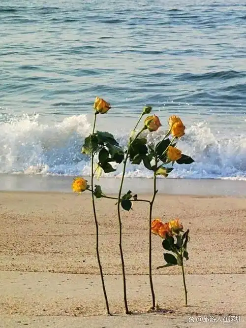 深圳20个海边沙滩攻略总结，全文一万四千多字，看完这篇就够了