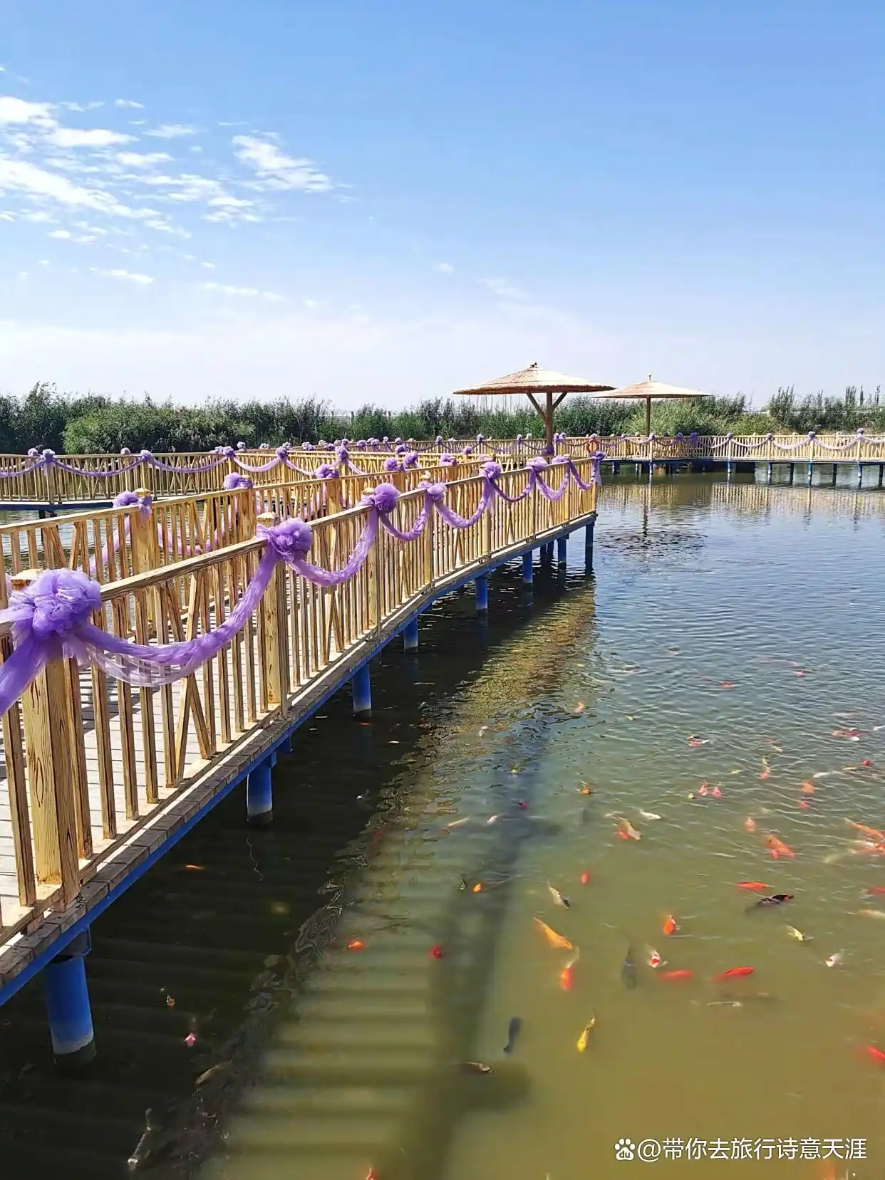 新疆博斯腾湖的大河口风光