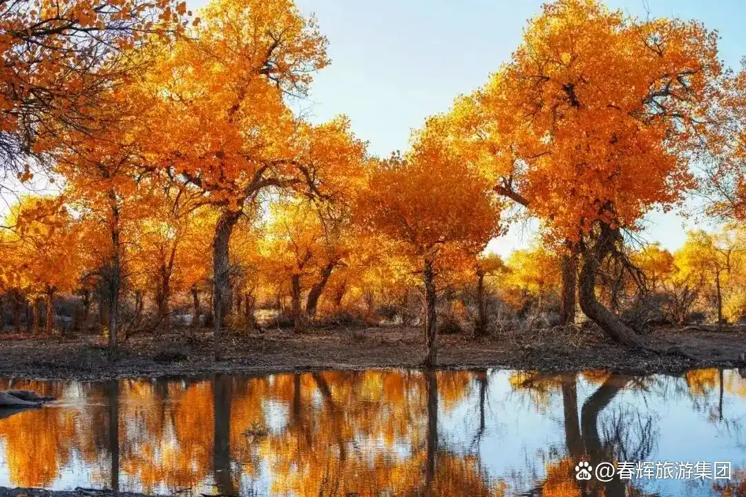 额济纳旗胡杨林即将进入最佳观赏期！一年仅美21天，错过再等一年！