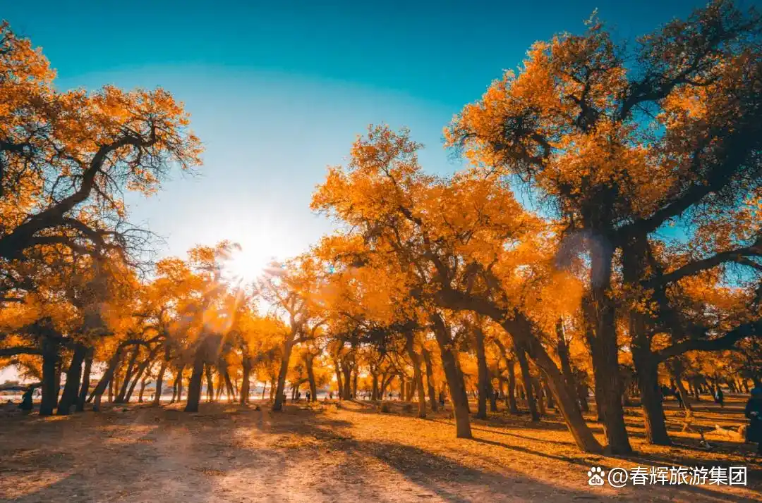 额济纳旗胡杨林即将进入最佳观赏期！一年仅美21天，错过再等一年！