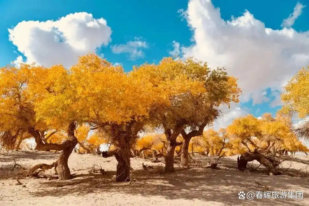 额济纳旗胡杨林即将进入最佳观赏期！一年仅美21天，错过再等一年！
