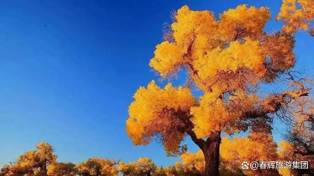 额济纳旗胡杨林即将进入最佳观赏期！一年仅美21天，错过再等一年！