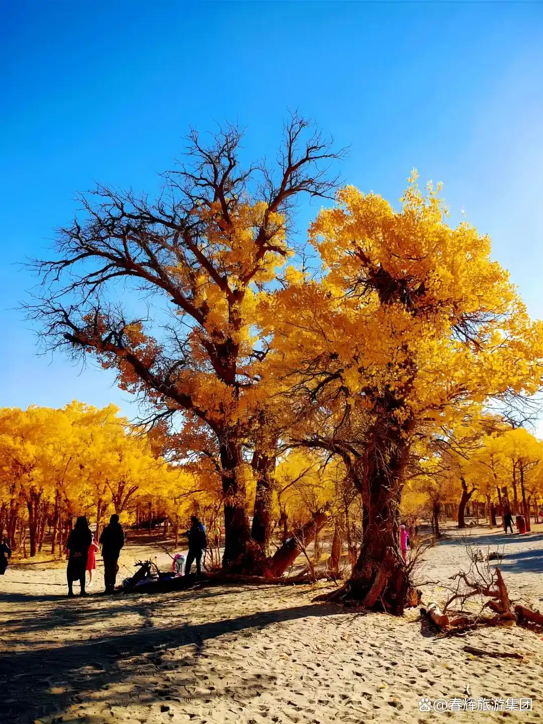 额济纳旗胡杨林即将进入最佳观赏期！一年仅美21天，错过再等一年！