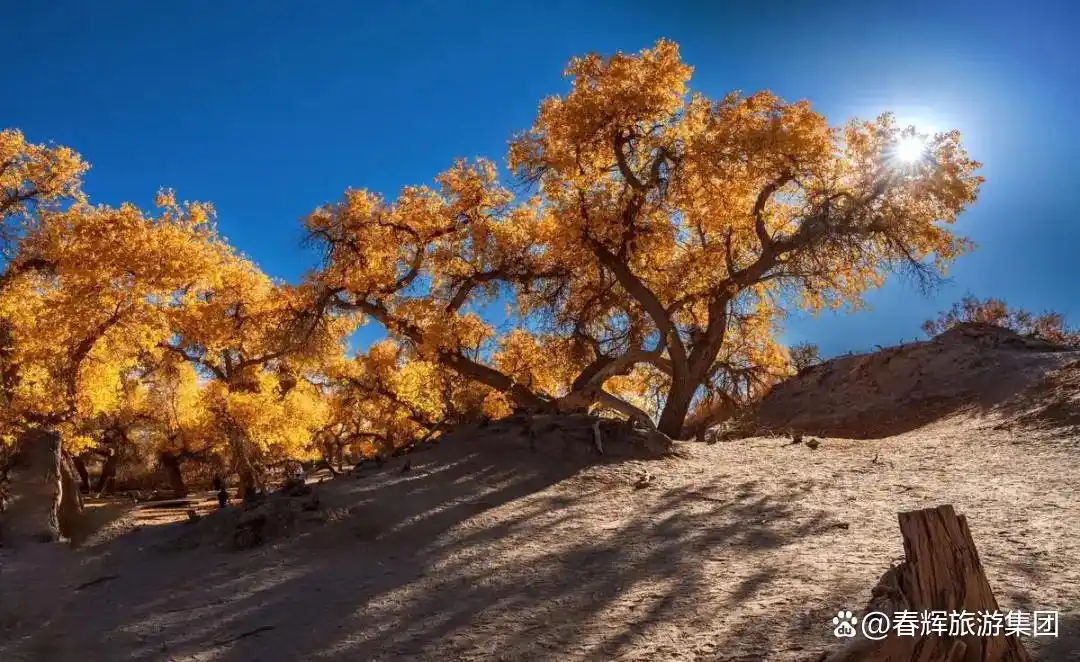 额济纳旗胡杨林即将进入最佳观赏期！一年仅美21天，错过再等一年！