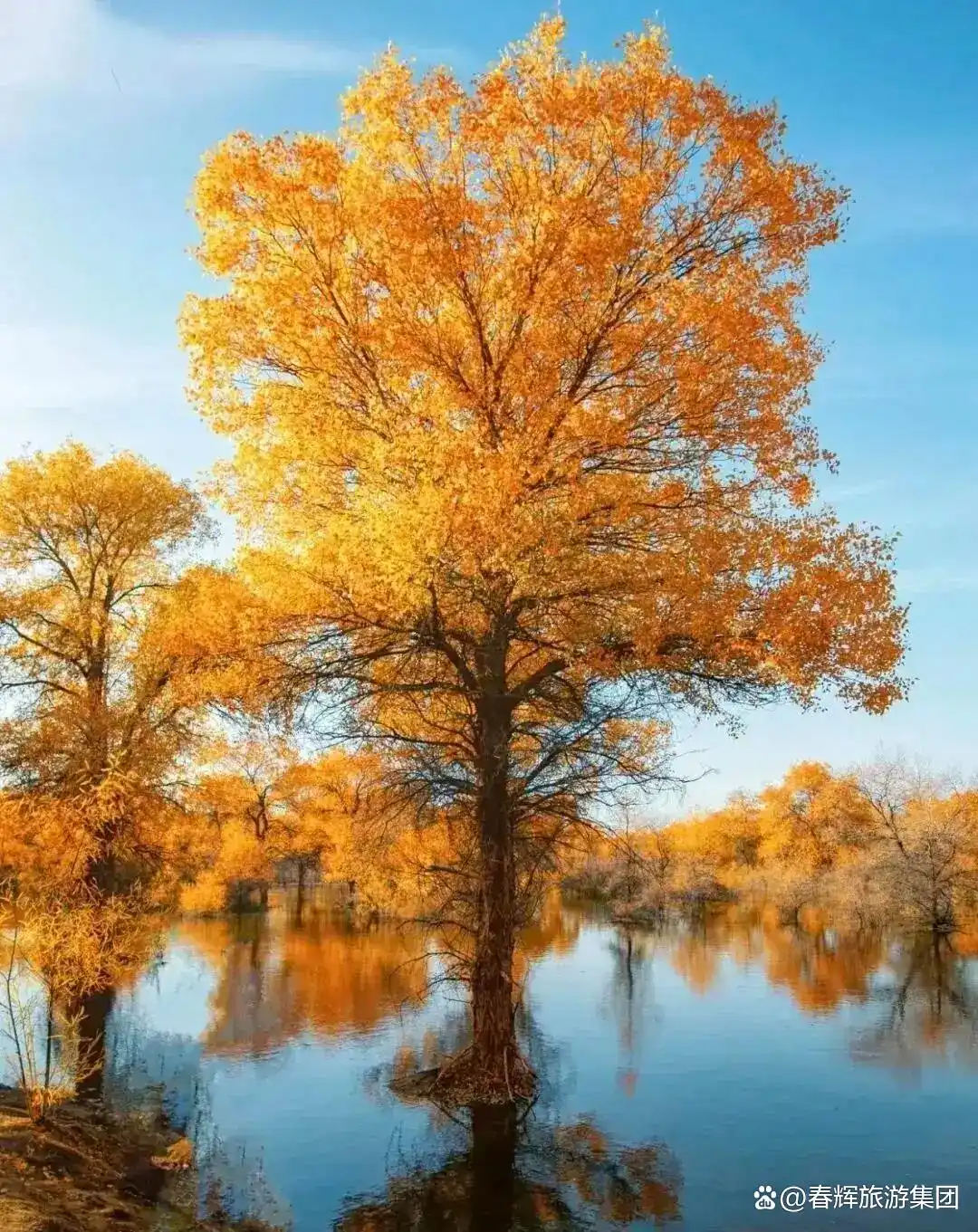 额济纳旗胡杨林即将进入最佳观赏期！一年仅美21天，错过再等一年！