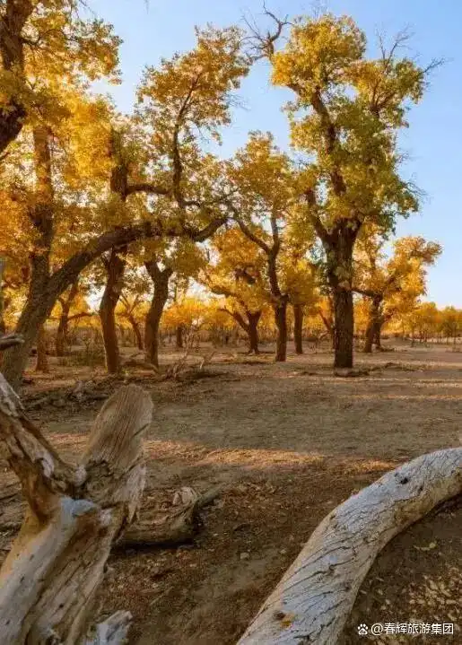 额济纳旗胡杨林即将进入最佳观赏期！一年仅美21天，错过再等一年！