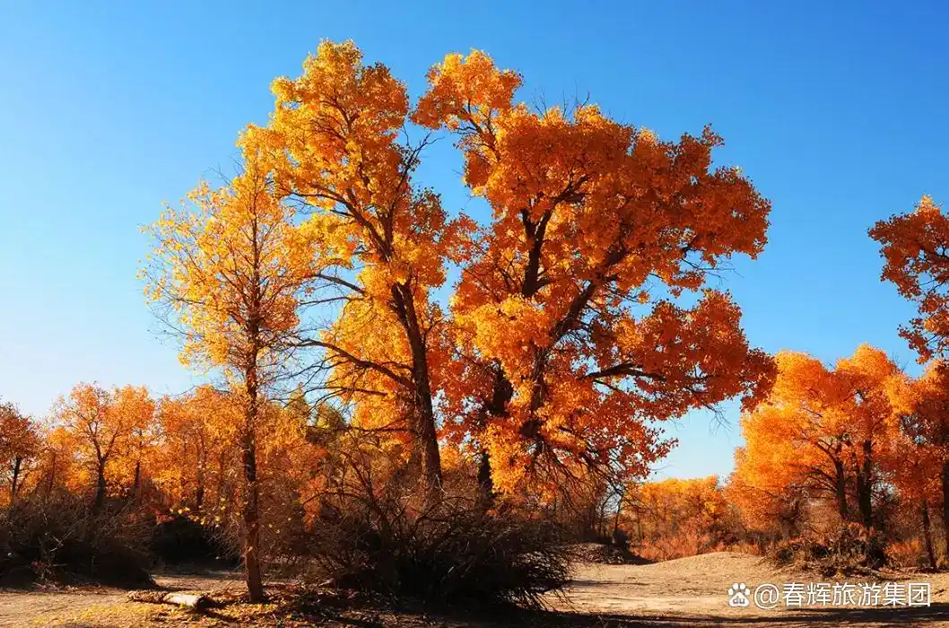 额济纳旗胡杨林即将进入最佳观赏期！一年仅美21天，错过再等一年！