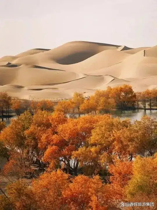 额济纳旗胡杨林即将进入最佳观赏期！一年仅美21天，错过再等一年！