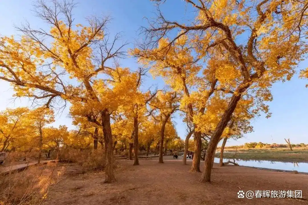 额济纳旗胡杨林即将进入最佳观赏期！一年仅美21天，错过再等一年！