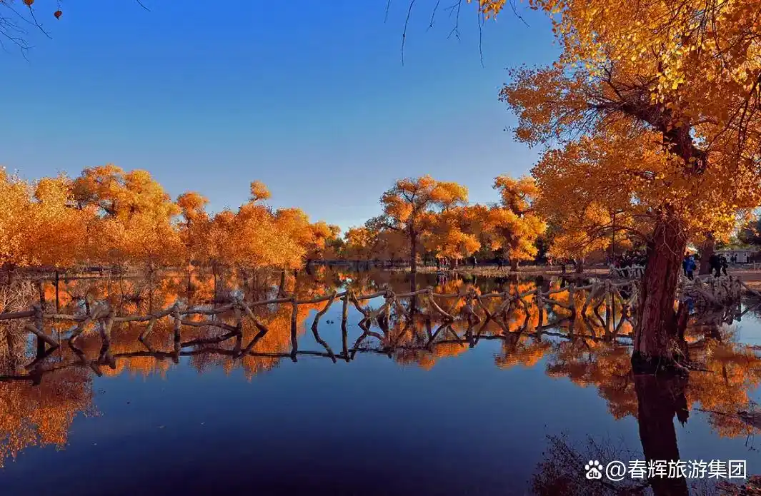 额济纳旗胡杨林即将进入最佳观赏期！一年仅美21天，错过再等一年！