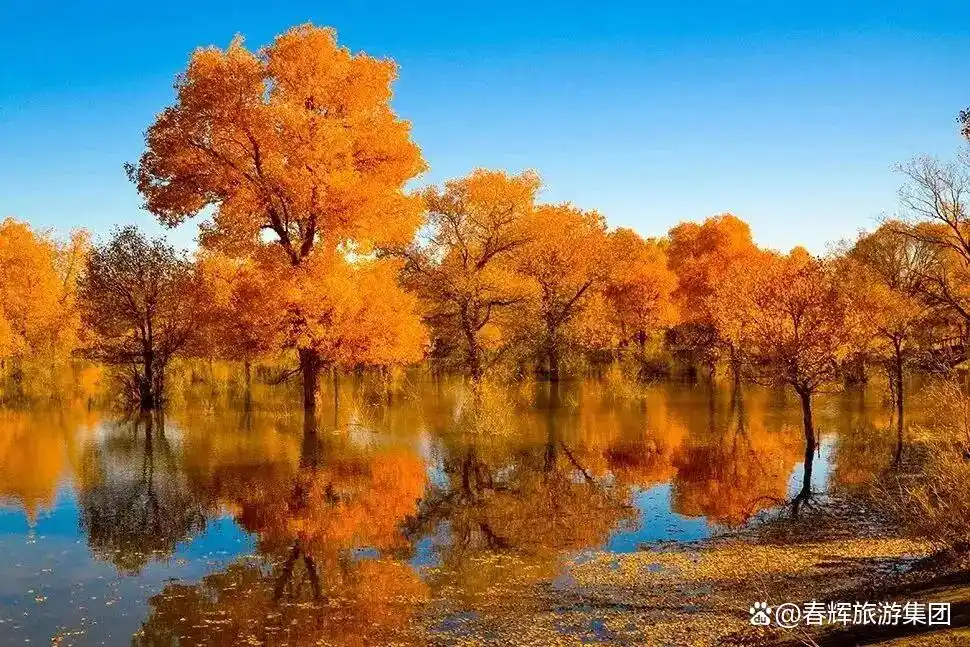 额济纳旗胡杨林即将进入最佳观赏期！一年仅美21天，错过再等一年！