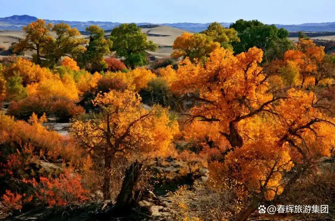 额济纳旗胡杨林即将进入最佳观赏期！一年仅美21天，错过再等一年！