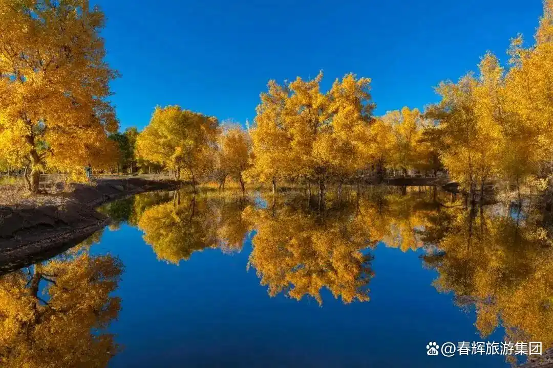 额济纳旗胡杨林即将进入最佳观赏期！一年仅美21天，错过再等一年！