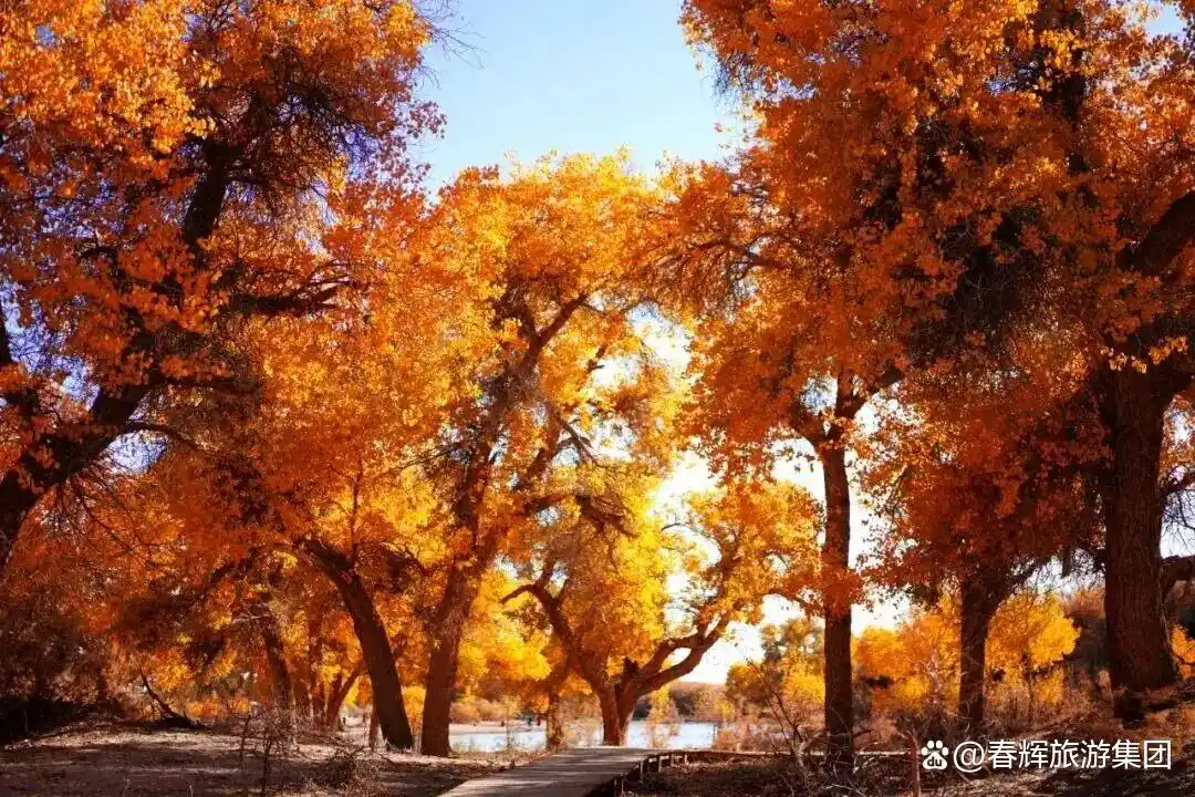 额济纳旗胡杨林即将进入最佳观赏期！一年仅美21天，错过再等一年！
