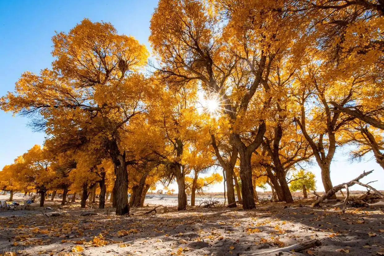 10月适合去的7个旅行地，秋景极致绚烂，赏秋氛围感满满