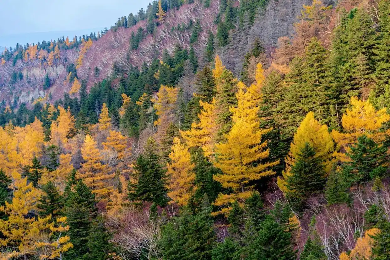 东北的秋日，8个宝藏赏秋地，层林尽染的视觉盛宴