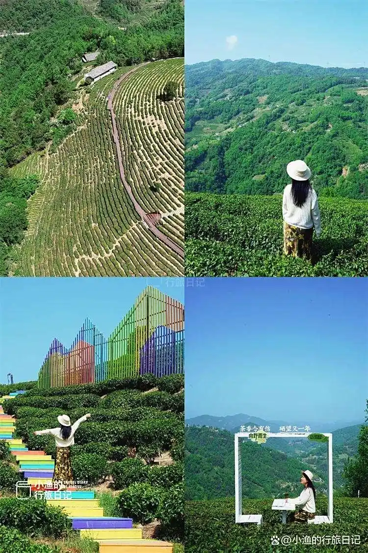 西安出发3h，陕川交界“小重庆”，超治愈的高山茶园！风景绝了