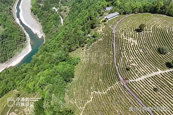 西安出发3h，陕川交界“小重庆”，超治愈的高山茶园！风景绝了