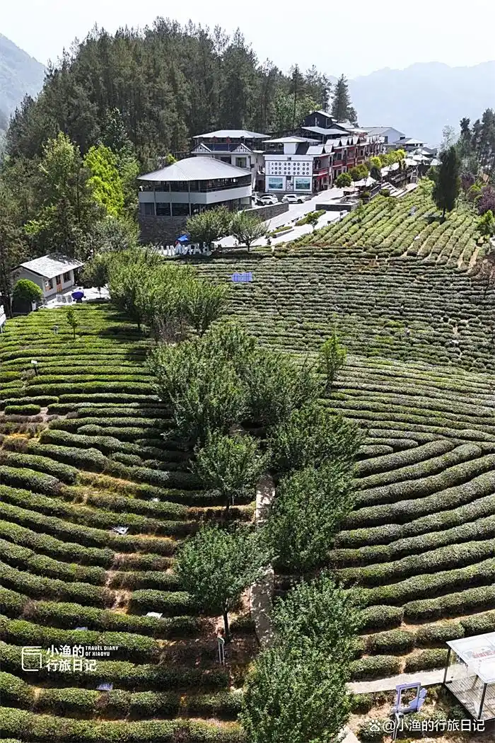 西安出发3h，陕川交界“小重庆”，超治愈的高山茶园！风景绝了
