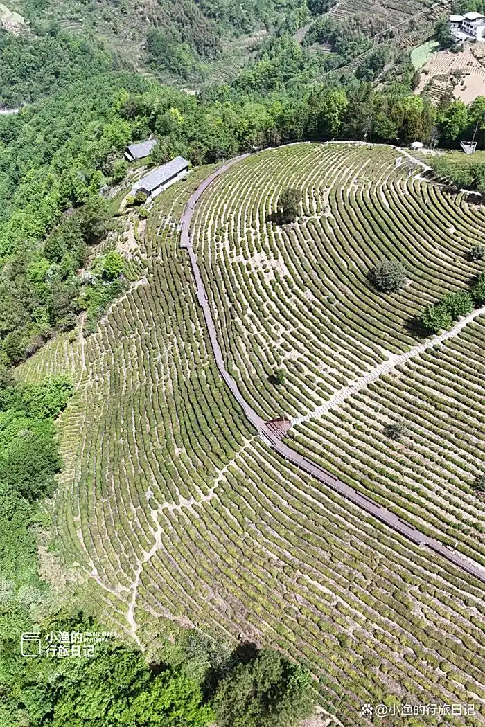 西安出发3h，陕川交界“小重庆”，超治愈的高山茶园！风景绝了
