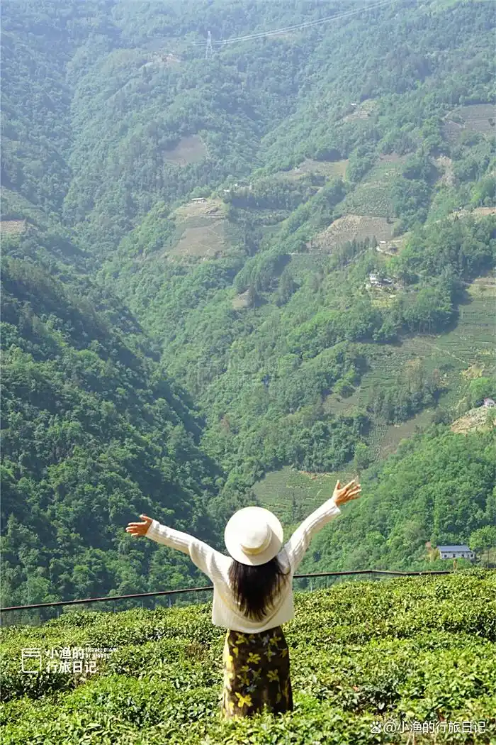 西安出发3h，陕川交界“小重庆”，超治愈的高山茶园！风景绝了