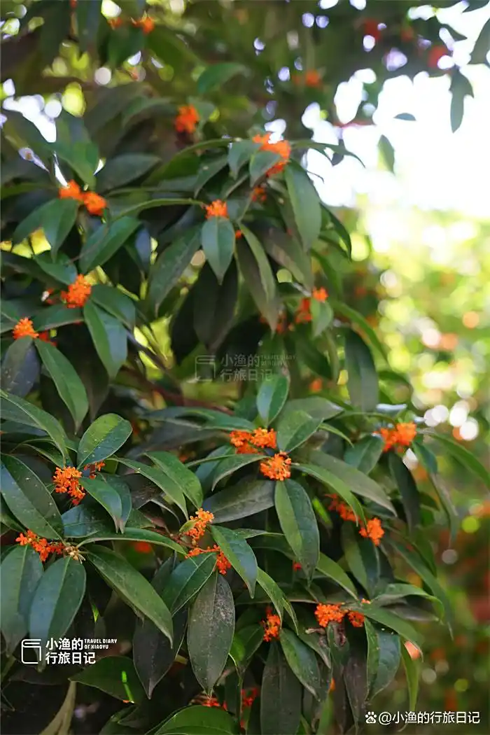 彼岸花开！西安9月绝美秋色，都藏在这座秘境古寺里！花美景更幽
