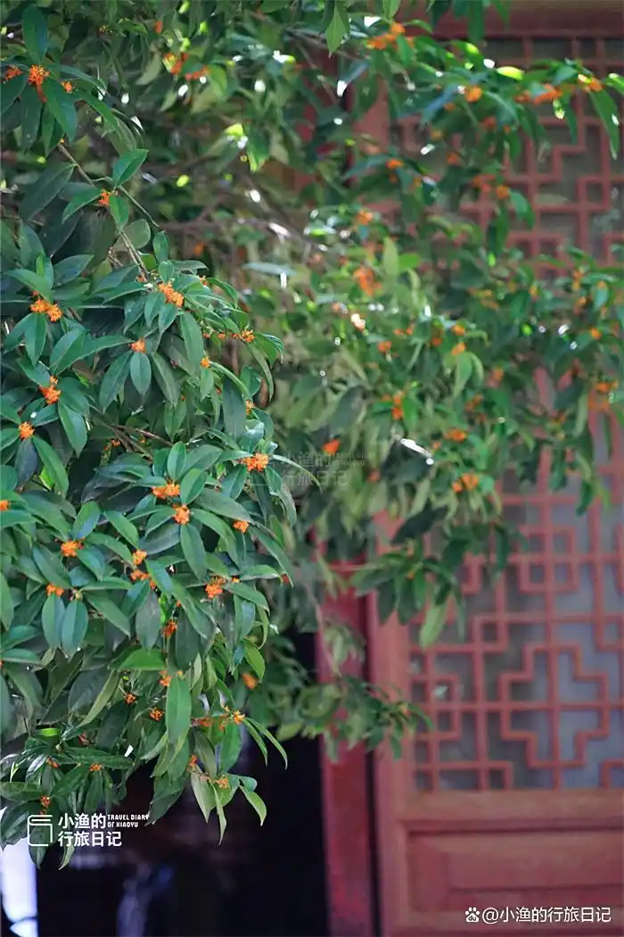 彼岸花开！西安9月绝美秋色，都藏在这座秘境古寺里！花美景更幽