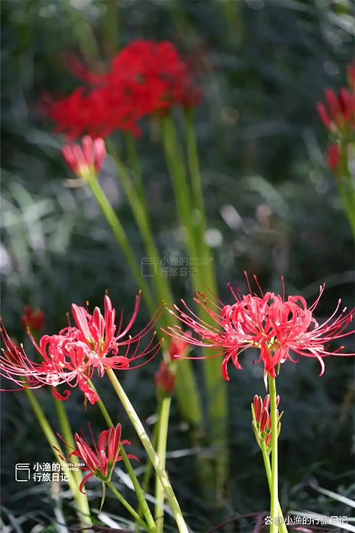 彼岸花开！西安9月绝美秋色，都藏在这座秘境古寺里！花美景更幽