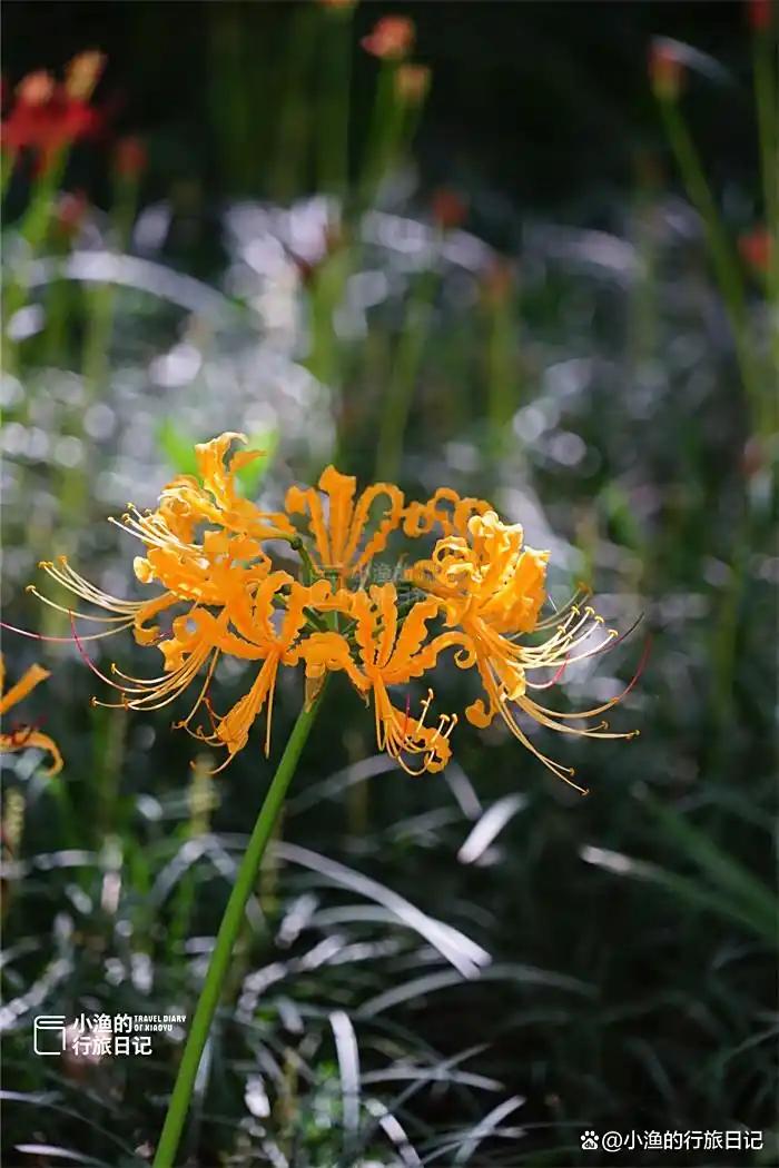 彼岸花开！西安9月绝美秋色，都藏在这座秘境古寺里！花美景更幽