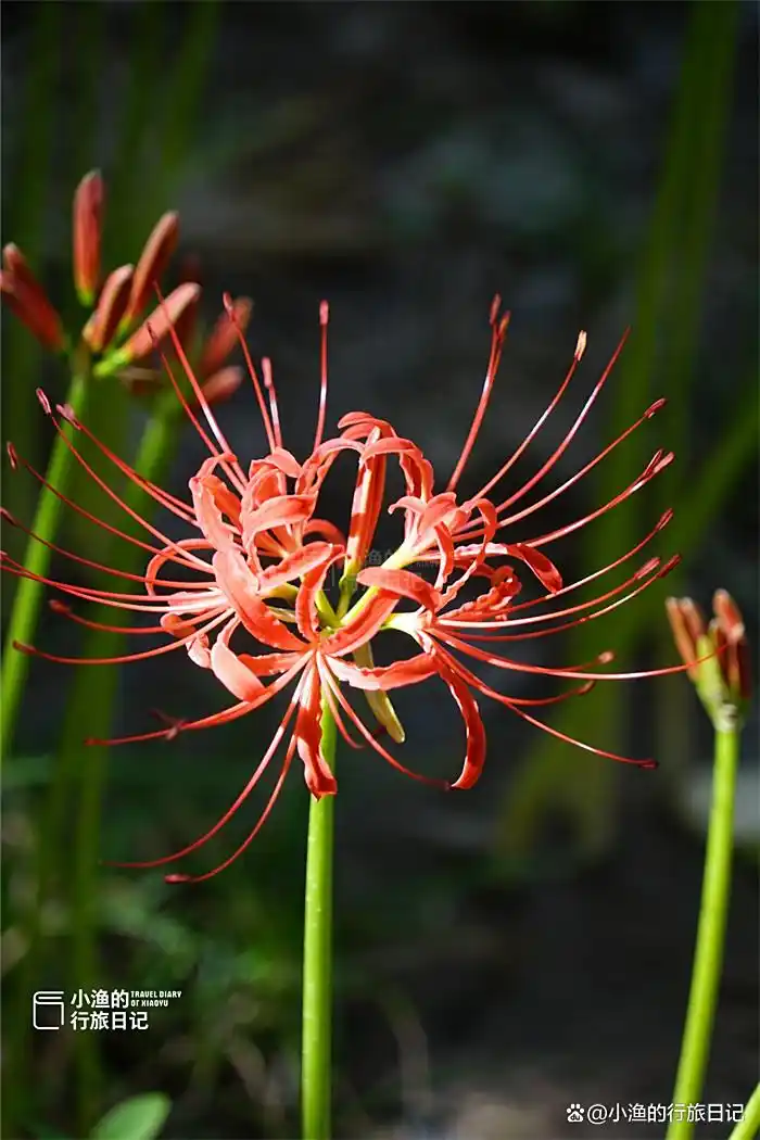 彼岸花开！西安9月绝美秋色，都藏在这座秘境古寺里！花美景更幽