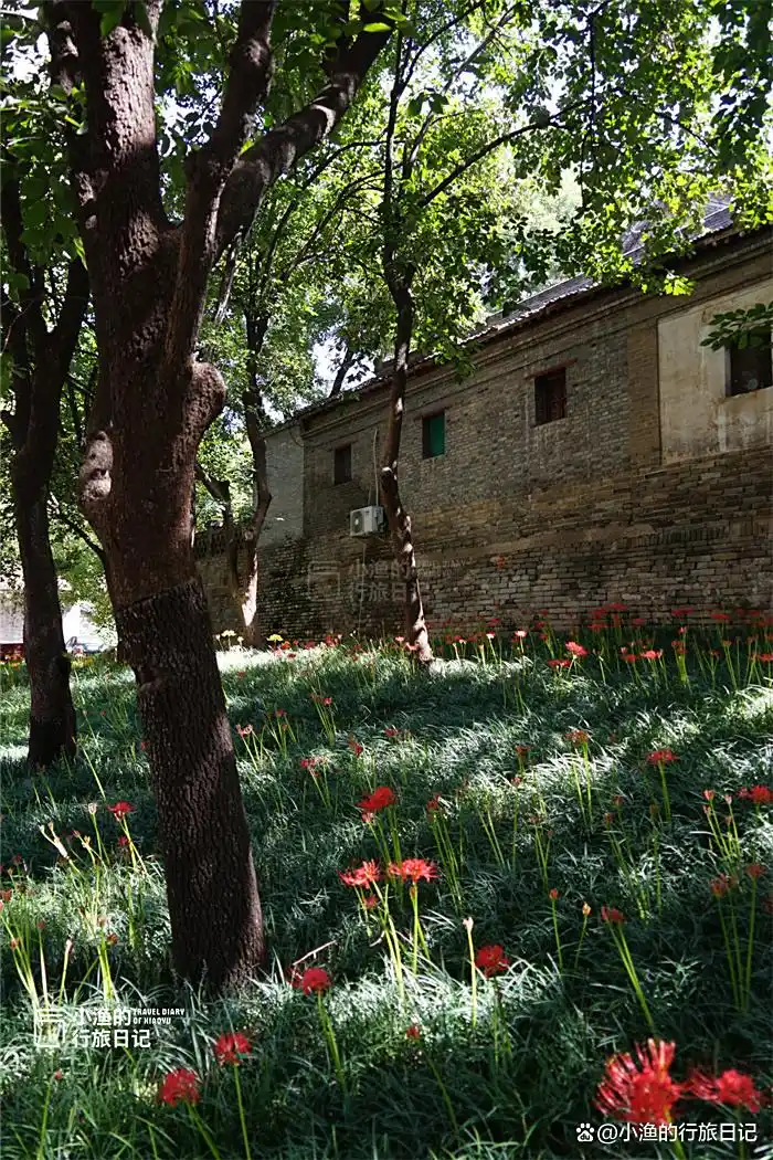 彼岸花开！西安9月绝美秋色，都藏在这座秘境古寺里！花美景更幽