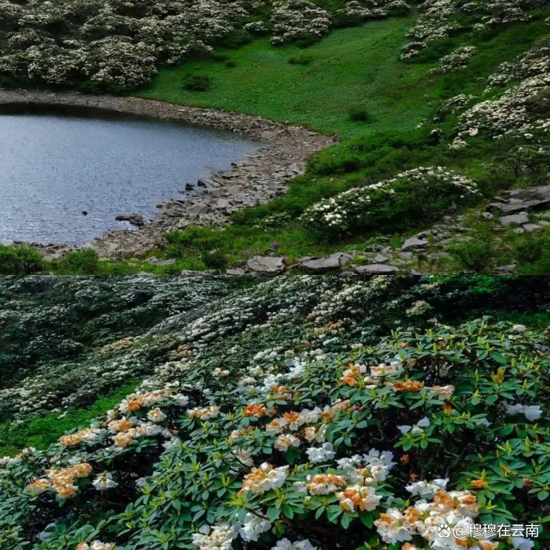 听劝！7-8月来大理旅游，苍山洱海这样玩，攻略太全了！