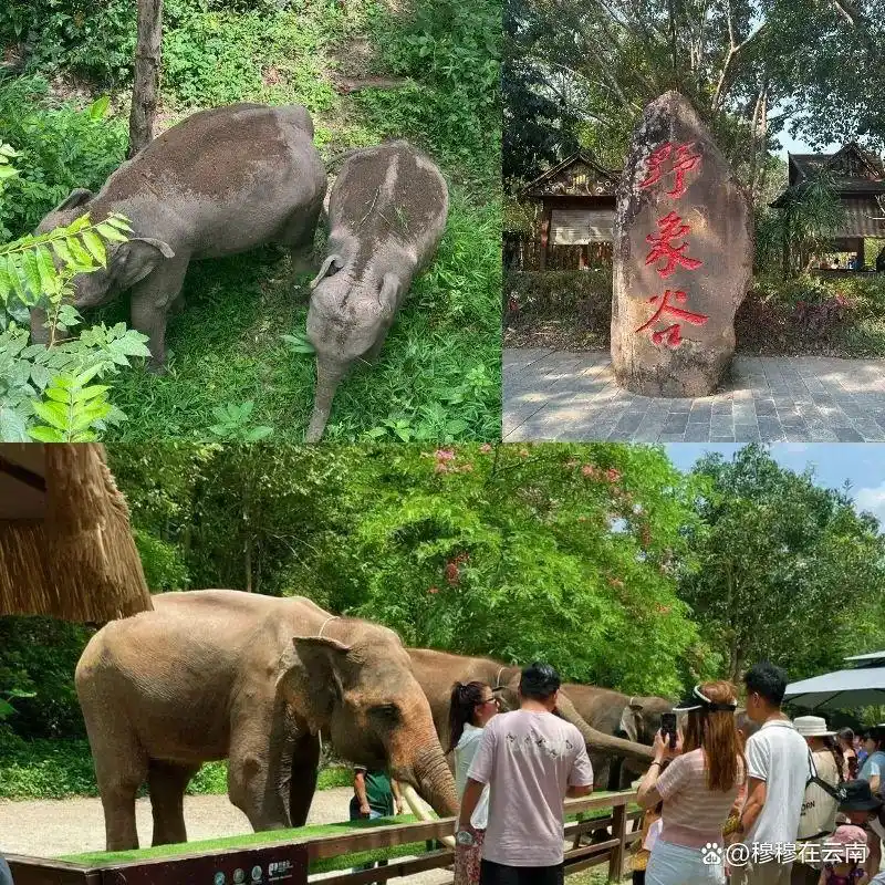 西双版纳旅游攻略｜亲子游/闺蜜游/老年游路线都给大家安排好了