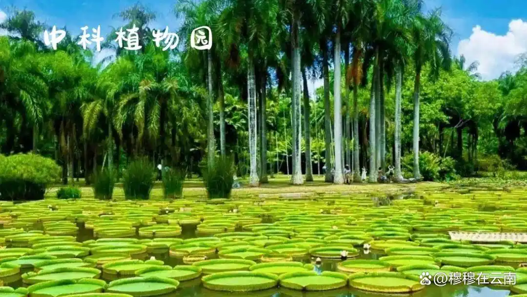 7-8月份去云南旅游怎么玩？抄这份云南超全旅游攻略新手必看‼️