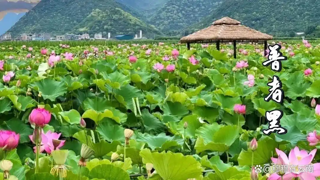 7-8月份去云南旅游怎么玩？抄这份云南超全旅游攻略新手必看‼️