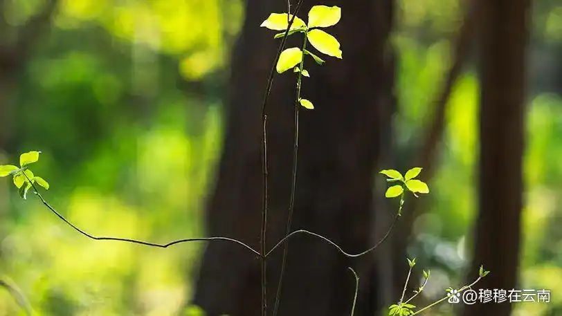 「云南旅游攻略」7-8月计划去云南的姐妹们！速查收超详细‼️