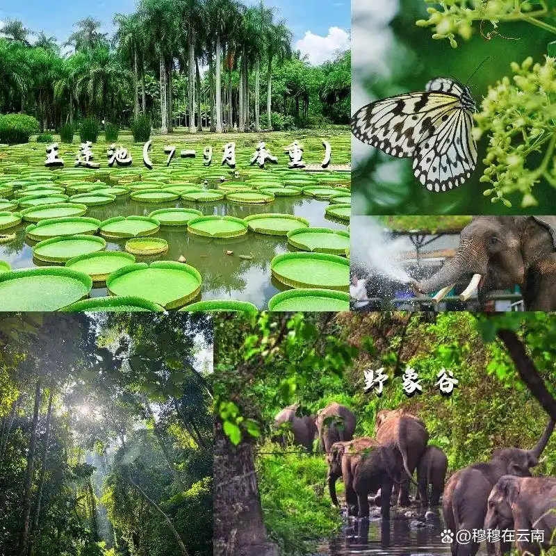 「云南旅游攻略」7-8月计划去云南的姐妹们！速查收超详细‼️