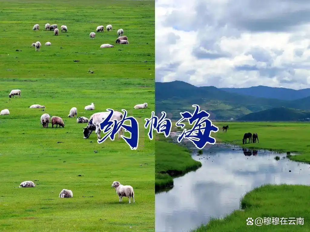 香格里拉旅游现状‼️熬夜总结的攻略，6-8月份计划去的提前看！