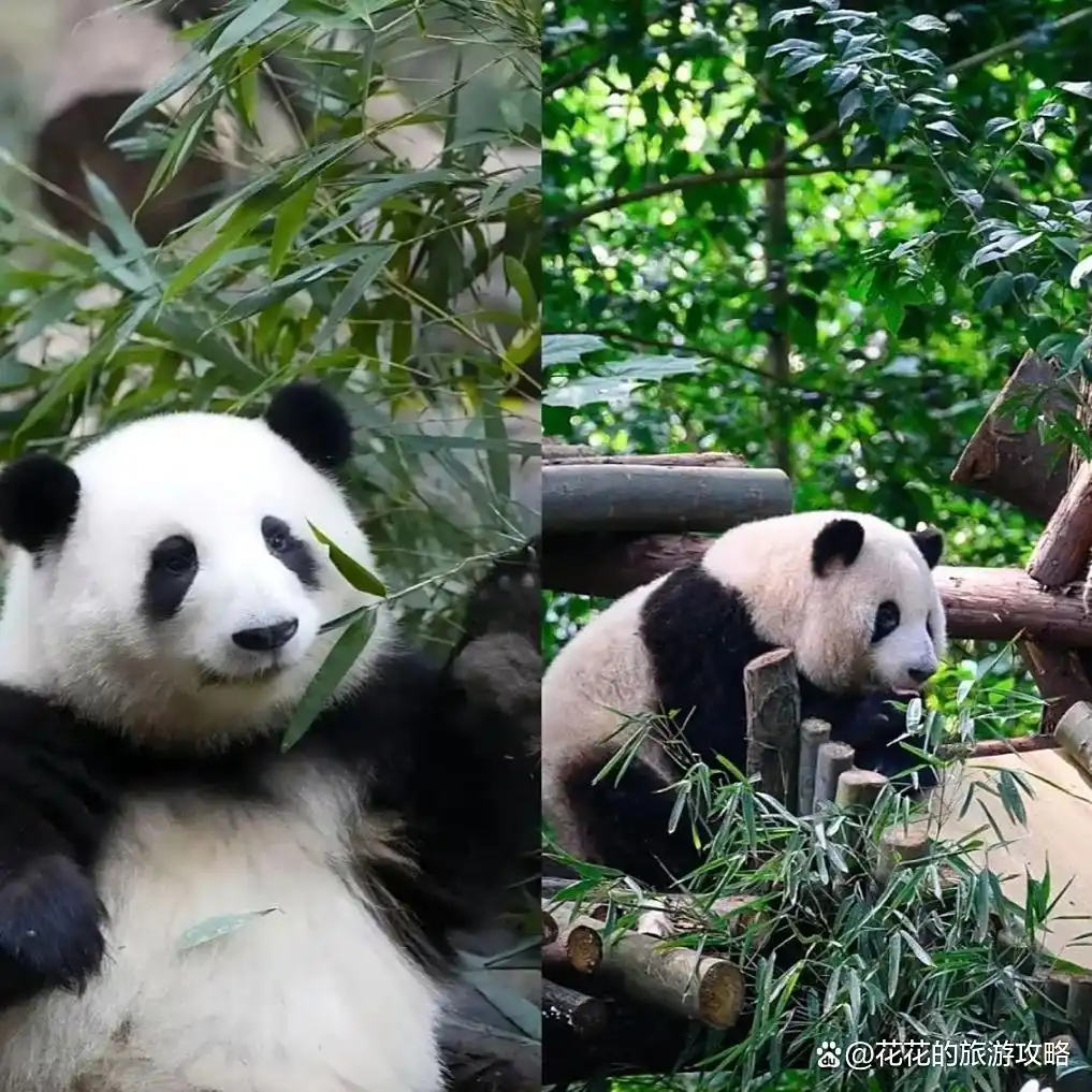 成都保姆级旅游攻略！真心提醒6-8月去成都的姐妹，听劝！