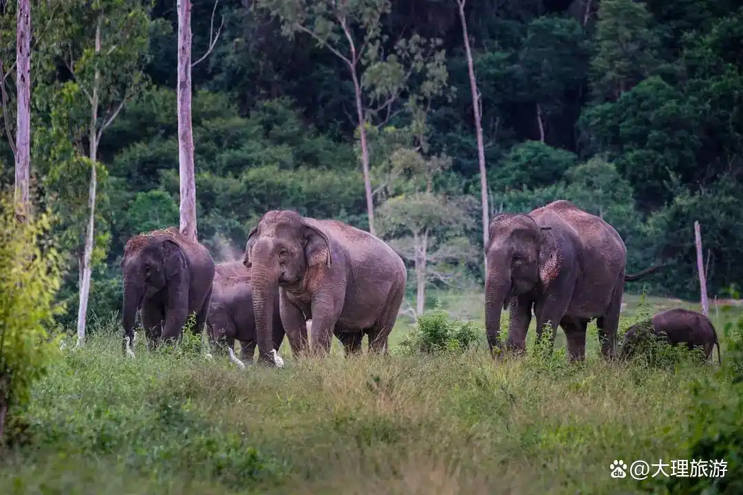 宝子们听劝3-6月西双版纳版纳旅游，这份攻略让你避开所有雷区