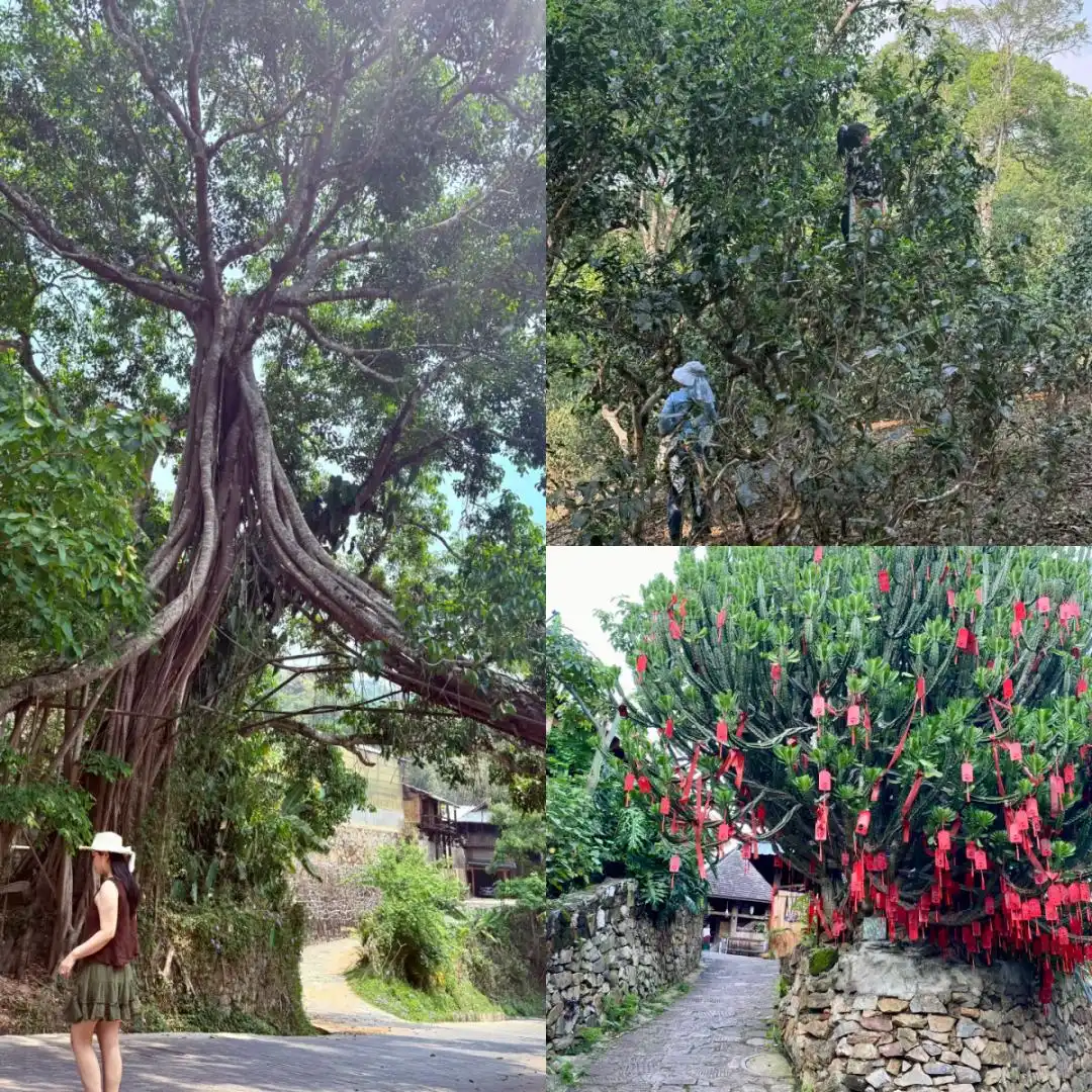 8-9月去云南旅游必看！听劝！这份避坑攻略让你来云南旅游少走弯路~