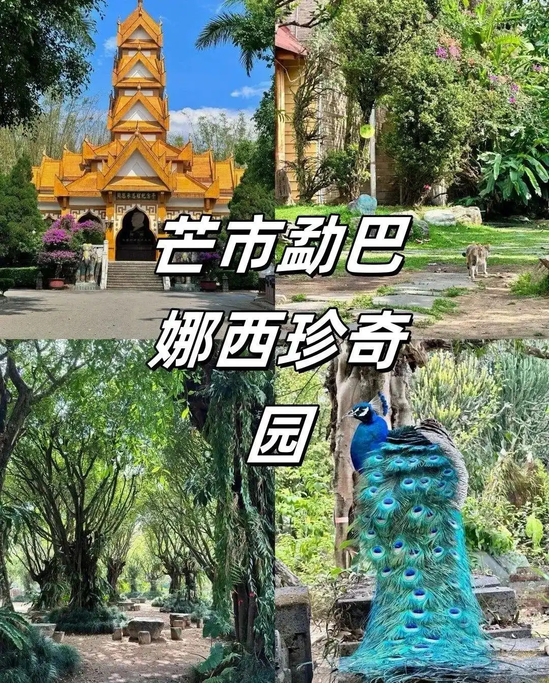 8-9月「芒市-瑞丽-腾冲」旅游攻略‼️土著私藏版，都是干货！