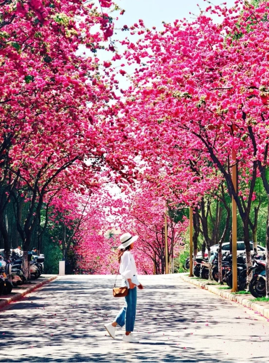 2025年云南超全旅游攻略，看这一篇就够了