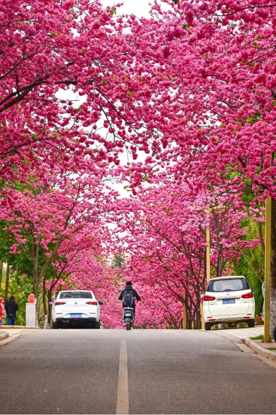 2025年云南超全旅游攻略，看这一篇就够了