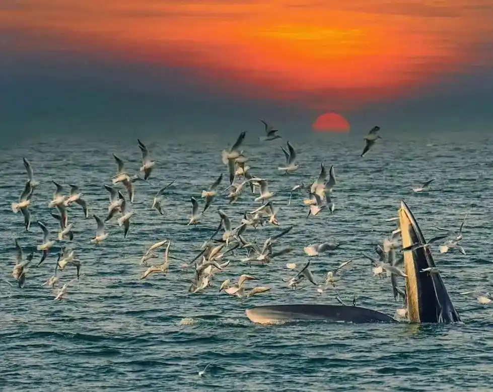 2025 暑假北海游必打卡的景点！北海超详细旅行攻略，避坑指南！